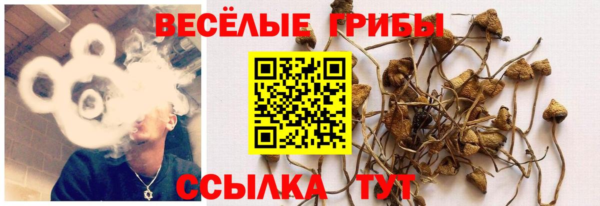 Галлюциногенные грибы Psilocybine cubensis Ирбит